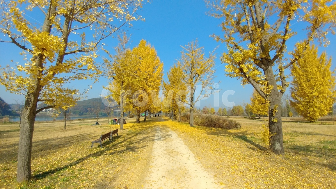 tree,나무,plant,식물,nature,자연,은행나무,단풍,가을,노랑,꽃길,외로움,가을,계절,fall,autumn,season