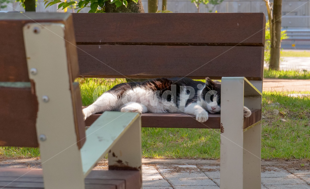 길고양이,고양이,낮잠,낮,편안,힐링