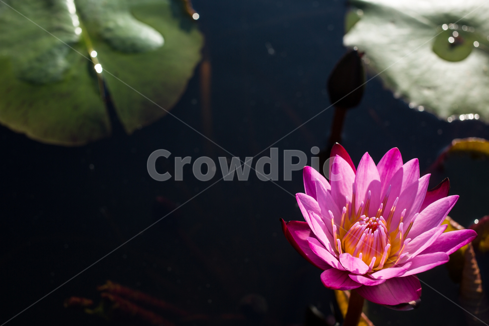 수련,plant,식물,blossom,flower,꽃,lily,식물,자연,plants,nature,꽃,flower