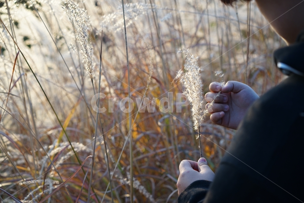 	억새,갈대,가을,감성,감성사진,감성샷,계절,풍경,자연,느낌,날씨,식물,나들이,인물,가을,계절,fall,autumn,season,식물,자연,plants,nature,사람,인물,인간,human,person,신체일부,몸,body,grass,잔디,plant
