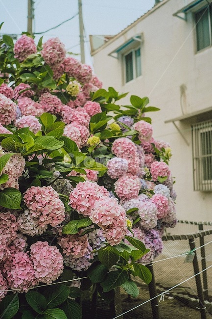 여름,수국,컬러풀,자연,식물,summer,flower,colorful,nature,plant,식물,자연,plants,nature,꽃,flower