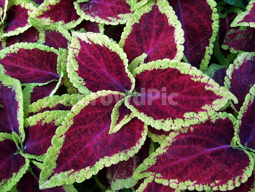 콜레우스,잎,붉은색,녹색,coleus,leaves,plant,식물,자연,plants,nature