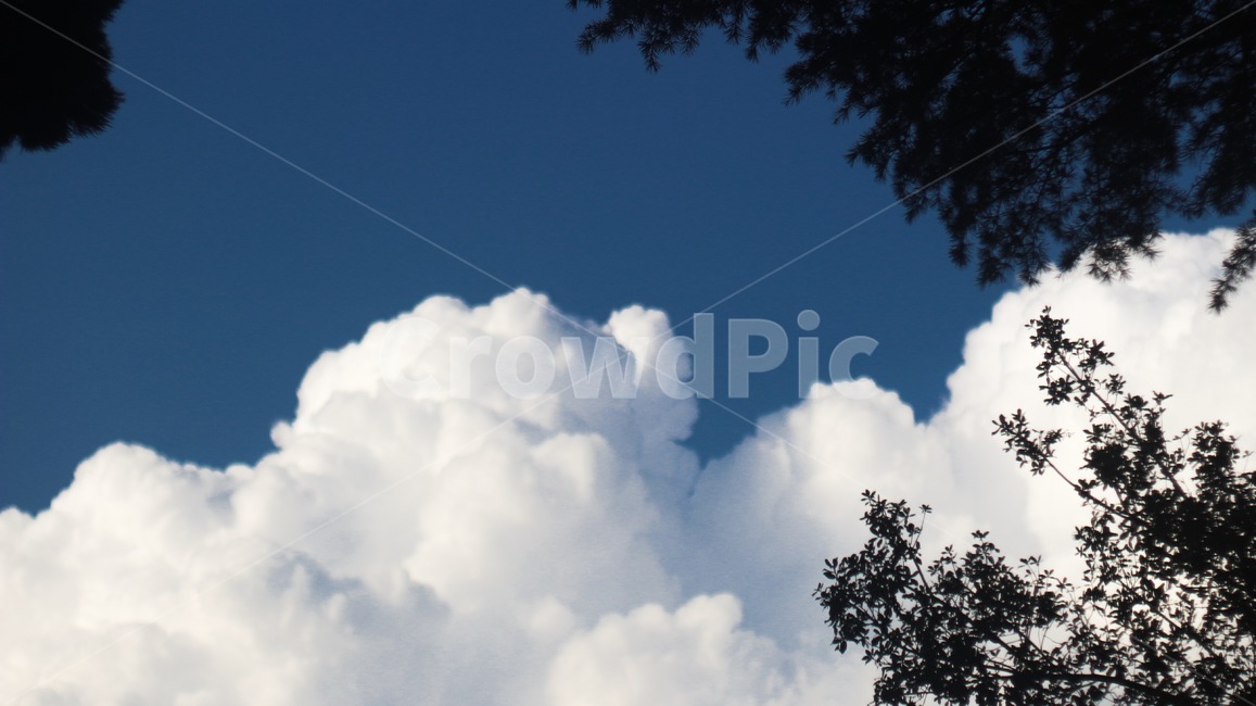 하늘,나무,뭉게구름,자연,날씨,cloud