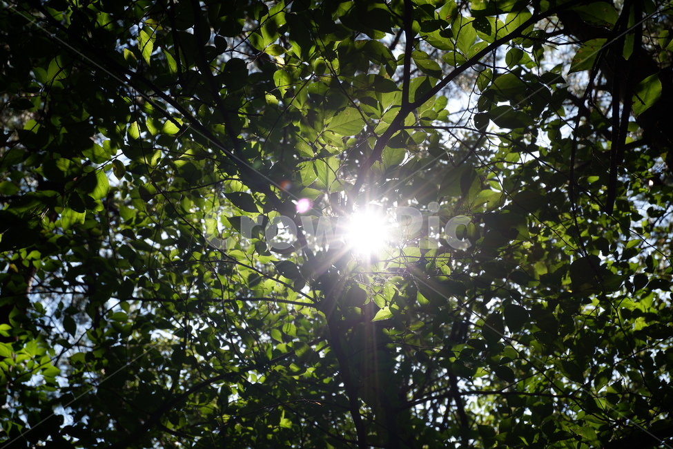 light,빛,나무,자연,nature,나무,trees,wood