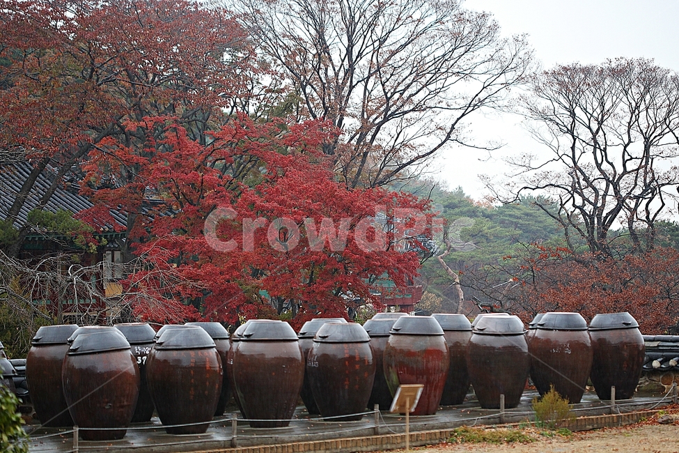 항아리,단지,옹기,단풍,낙엽,가을,자연,풍경,식물,뚜껑,항아리뚜껑,가을,계절,fall,autumn,season,한국전통,한국문화,korean traditional,korean culture