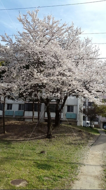 벚꽃,예쁜벚꽃,벚꽃송이,꽃,봄,나무