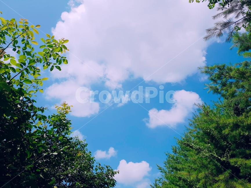 하늘,구름,나무,파랑,초록,여름,봄,낮,sky,cloud,green,blue
