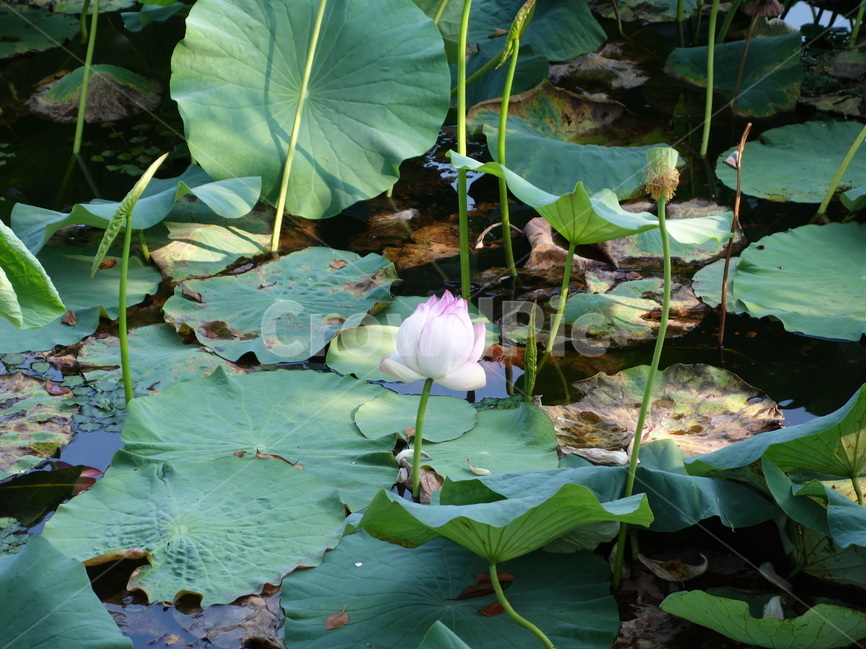 연꽃,꽃,자연,풍경,여름,식물,자연,plants,nature,꽃,flower