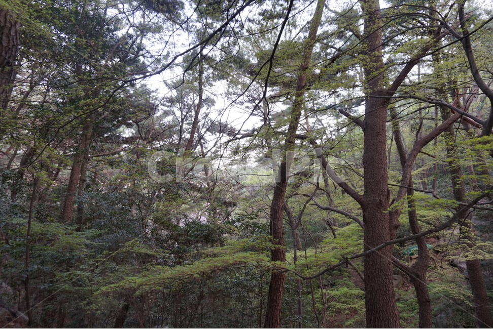 나무,숲,풀,수풀,공원,산,등산,우거진,우거진숲,식물,울창하다,울창함,울창,나무가지,바위,소풍,길,숲길,숲속,돌길,돌담,등산길,등산로,자연,풍경,자연,풍경,nature,landscape,식물,plants,나무,trees,wood,tree,plant,tree trunk,나무 줄기