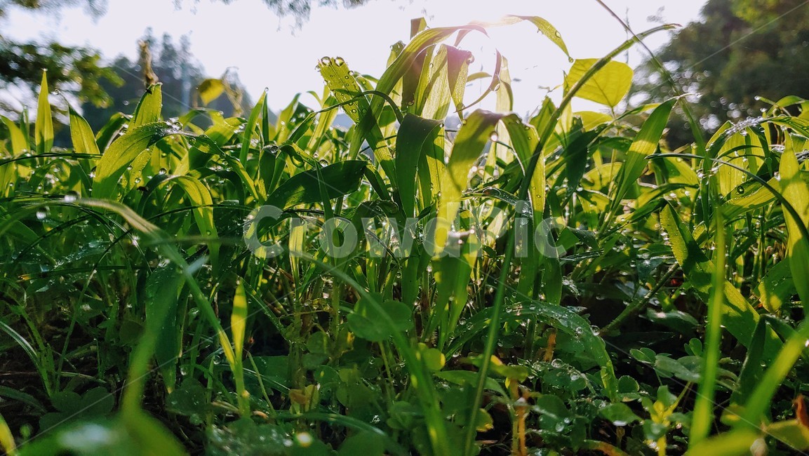 아침이슬,아침햇살,풀,잡초,weeds,grass,dewdrop,식물,자연,plants,nature,휴식,힐링,rest,relaxation,healing