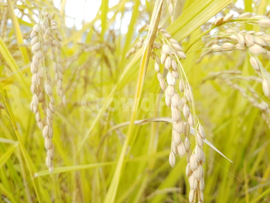 벼,가을,들,plant,식물,field,nature,자연,산업,industry,industrial,농업,농사,agriculture,farming,farming industry