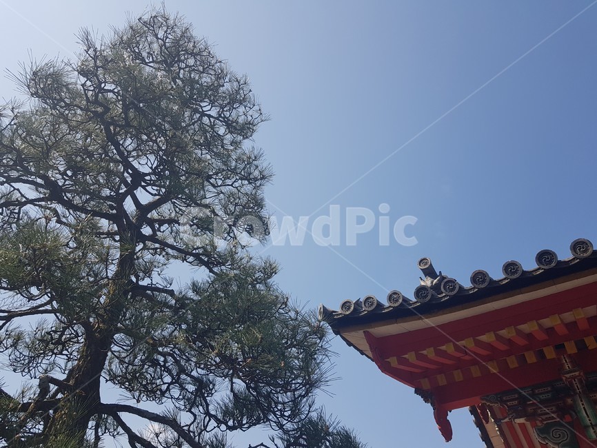교토,오사카,풍경,하늘,나무,해외,외국,세계,foreign,oversea,world,건축물,건물외관,exterior,building,structure,architecture,construction