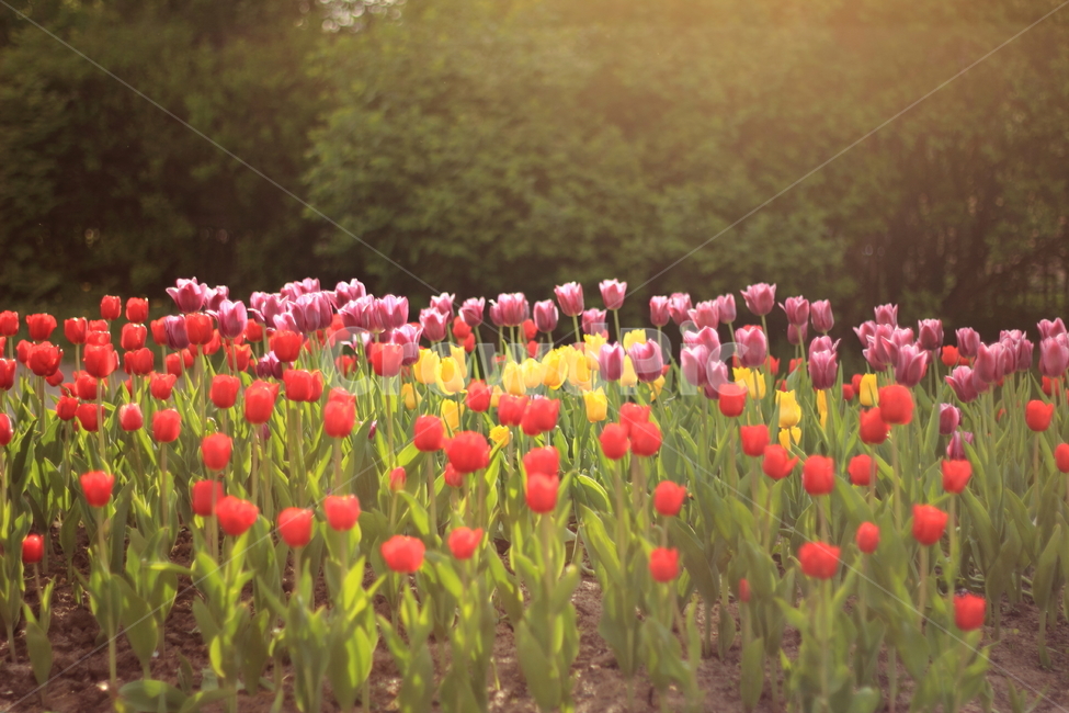 튤립,꽃,봄,꽃밭,공원,식물,자연,plants,nature,꽃,flower