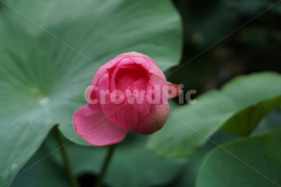 연꽃,꽃,연못,봄,여름,식물,초록이,정원,분홍꽃,꽃봉오리,blossom,flower,plant,lotus