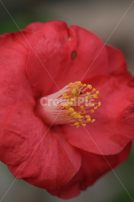 동백,plant,식물,flower,꽃,동백꽃,근접찰영