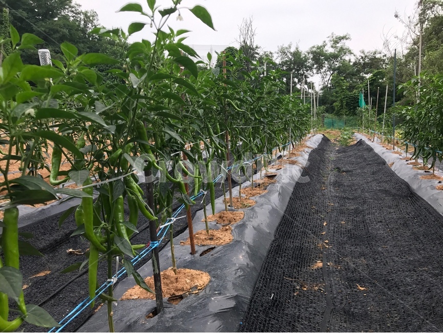 고추,고추밭,농장,주말농장,밭,농업,농사,agriculture,farming,farming industry