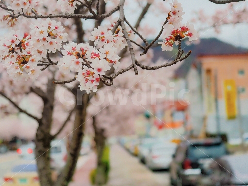 봄,벚꽃,꽃,벚나무,가로수,봄,계절,spring,season,식물,자연,plants,nature,꽃,flower,plant