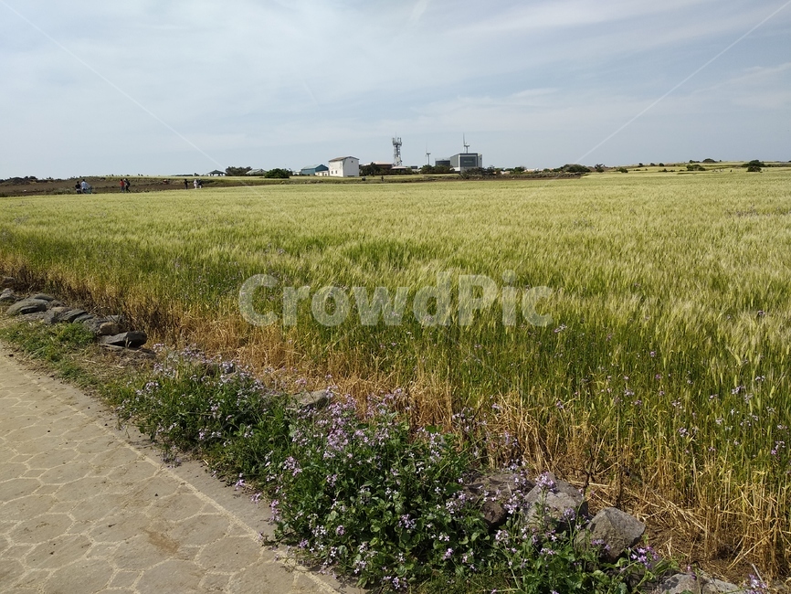 청보리,청보리밭,풍경,들판,바다,가파도,섬,푸른,자연,자연,풍경,nature,landscape,ground,바닥,field,들
