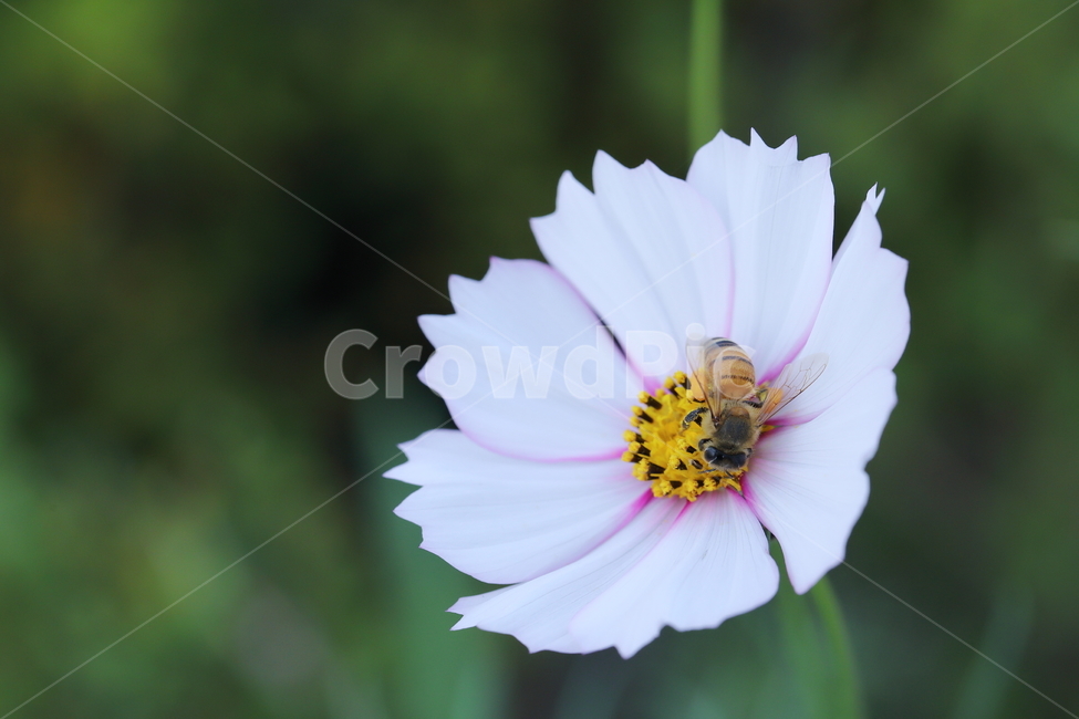 꽃,코스모스,cosmos,plant,pollen,벌,꿀벌,bee,식물,식물,자연,plants,nature,꽃,flower