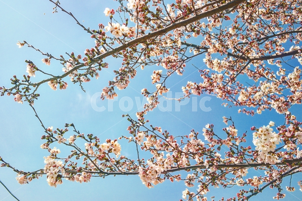 벛꽃,꽃,하늘,여행,일상,푸르른,초록,나무,분홍,봄,계절,spring,season,식물,자연,plants,nature,꽃,flower,감성,sensible,feeling,plant,blossom,cherry blossom,벚꽃