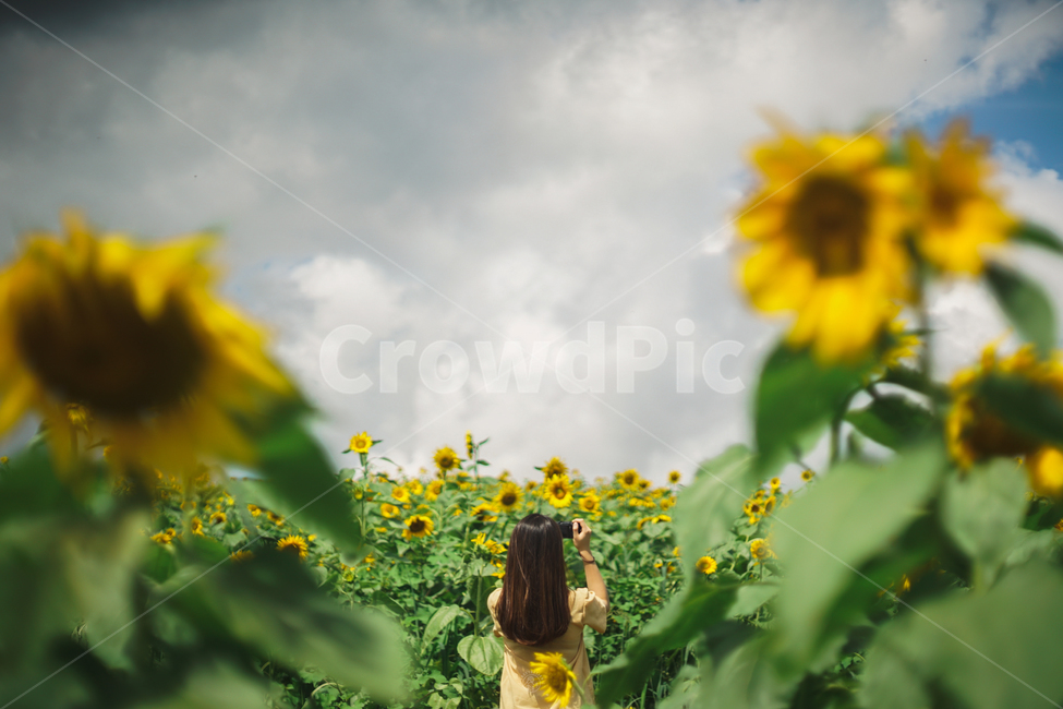 하늘,여름꽃,여름,꽃,인물,해바라기,여름,계절,summer,season,사람,인물,인간,human,person,여성,여자,woman,female,lady,여행,휴가,traveling,vacation,trip,plant,식물,flower,blossom,sunflower