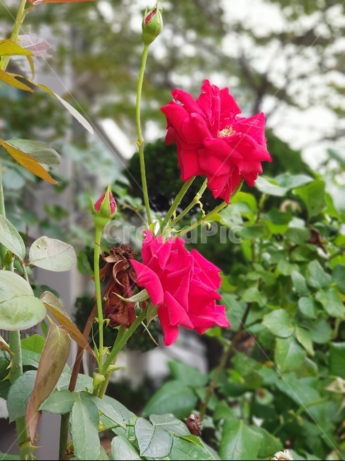 장미,꽃,빨강,초록,가시,식물,줄기