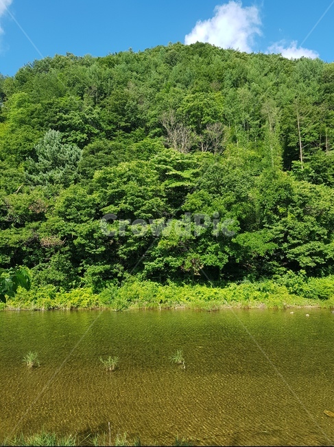 식물,나무,자연,풍경,물,산