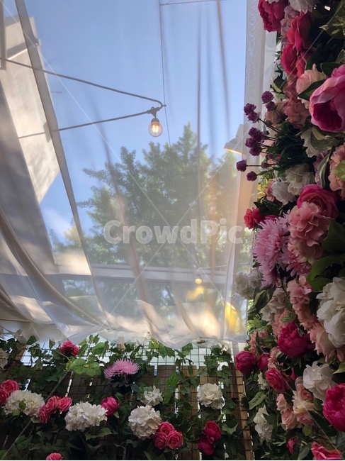 꽃,식물,flower,힐링,감성