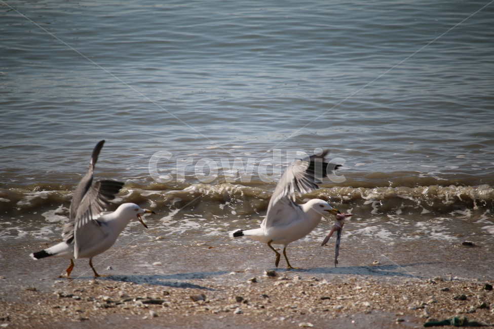 을왕리,갈매기,해변,해수욕장,생존,동물,animal,조류,새,birds