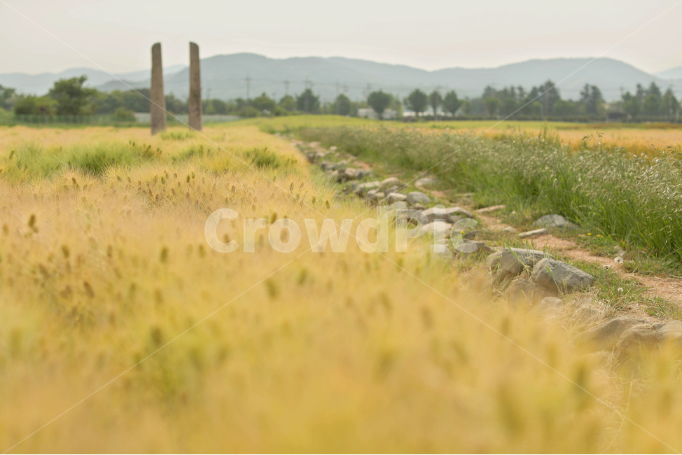 청보리,가을길,grassland,nature,field,들,보리,시골,마을,풍경,landscape,country,rural,town
