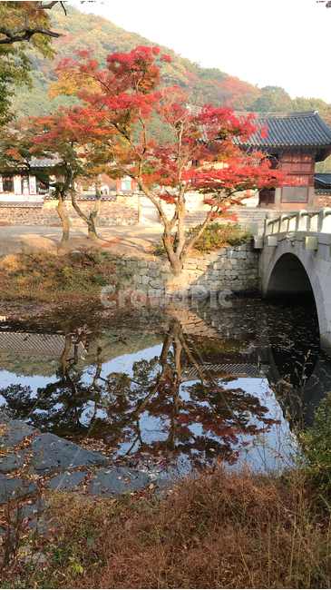가을,단풍,반영,산사,선운사,물,다리,가을,계절,fall,autumn,season,자연,풍경,nature,landscape,한국자연풍경,한국자연경관,korea nature landscape,한국전통,한국문화,korean traditional,korean culture,tree,나무,plant,식물