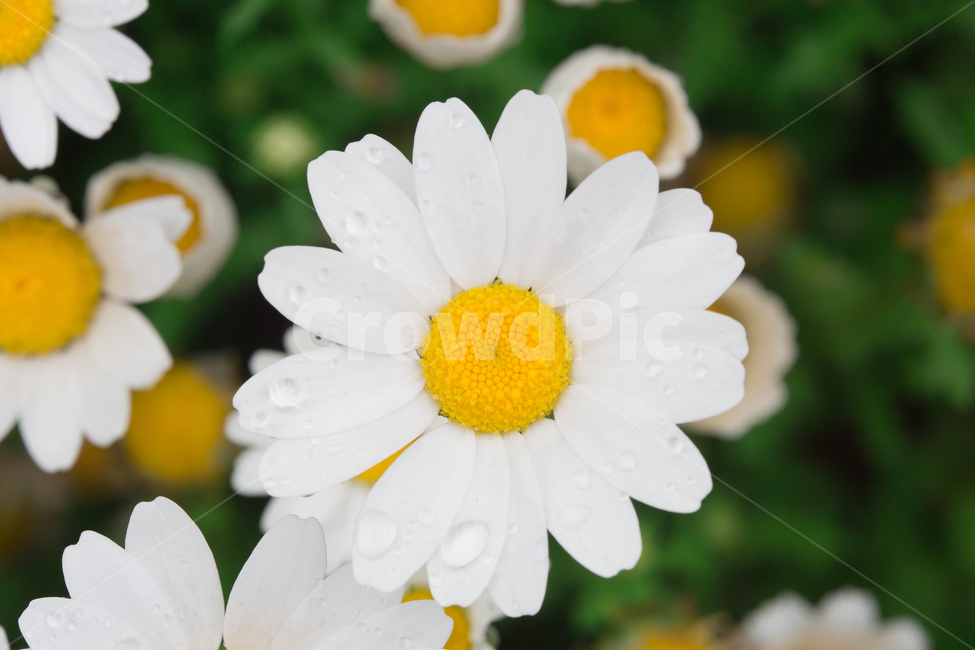 봄꽃,이슬,빗방울,귀여운,민들레,식물,자연,plants,nature,꽃,flower,감성,sensible,feeling