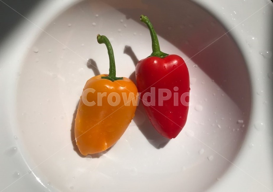 파프리카,싱싱,야채,채소,프레시,음식,식재료,요리,food,cook,meal,dishes,food reserves,채소,야채,vegetables