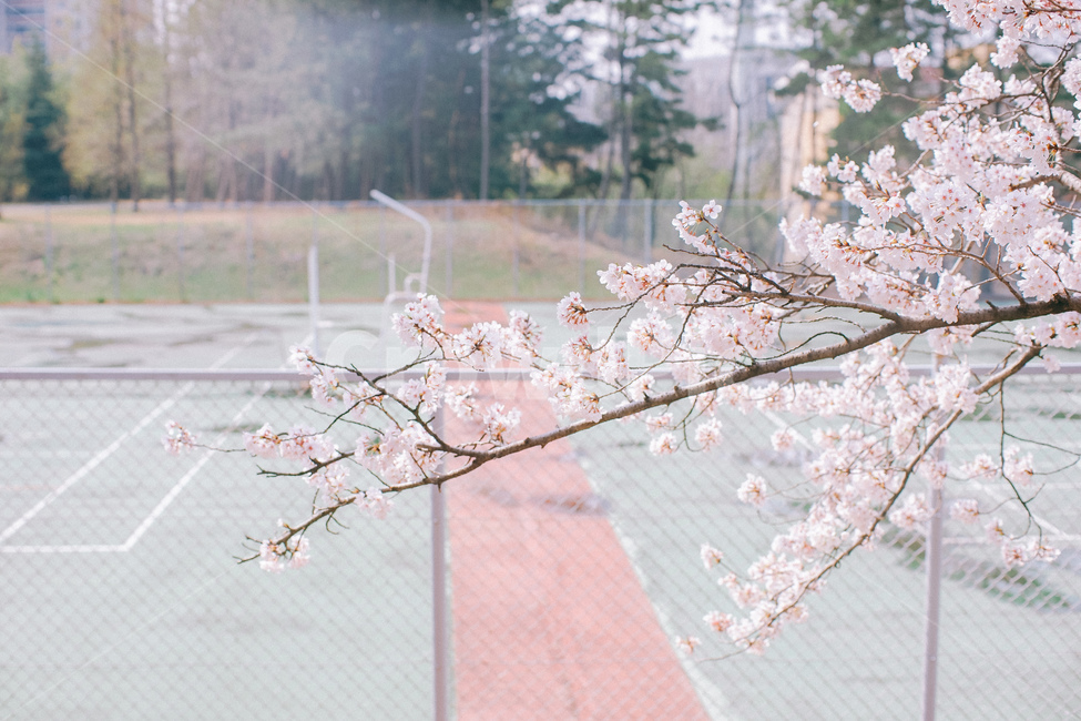 봄,벚꽃,벚나무,봄꽃,꽃,꽃잎,테니스장,봄,계절,spring,season,식물,자연,plants,nature,꽃,flower,plant,blossom,cherry blossom