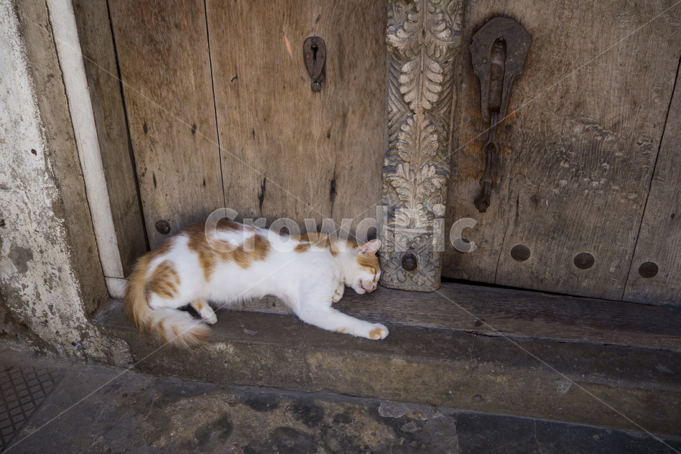 고양이,길고양이,길냥이,acat,잠든고양이,동물,animal,포유류,mammal,고양이,cat,kitten,kitty