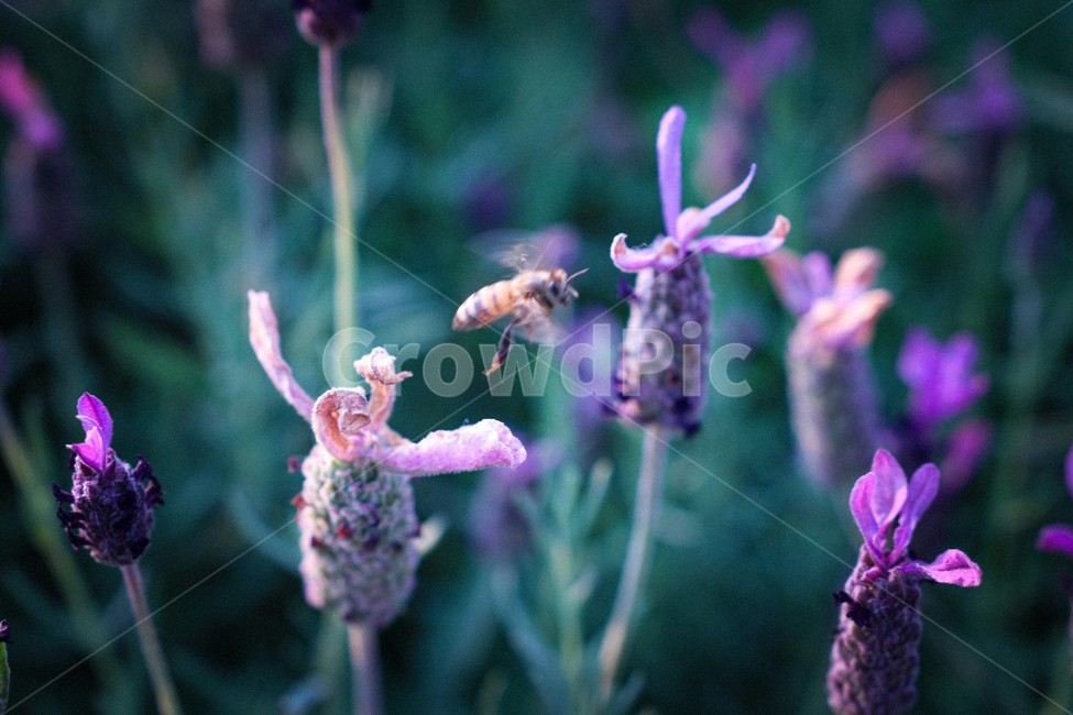꿀벌,꽃,감성,장미꽃,식물,벌레,bug,품경,식물,자연,plants,nature,꽃,flower,동물,animal,곤충,벌레,insect,bug,감성,sensible,feeling