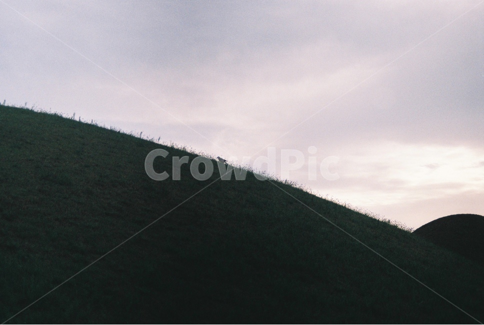 능,생,bird,경주,역광,small