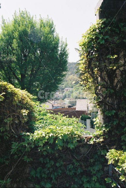 나무,tree,풍경,마을,봄,vilage,spring,식물,자연,plants,nature,나무,trees,wood,감성,sensible,feeling