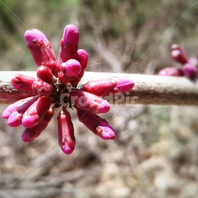 plant,식물,박태기나무,꽃,자연,봄,분홍색,나무,flowers,nature,spring,pink,redbuds