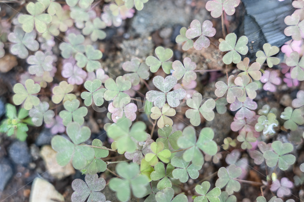 식물,botanical,plant,풀,자연,식물,자연,plants,nature