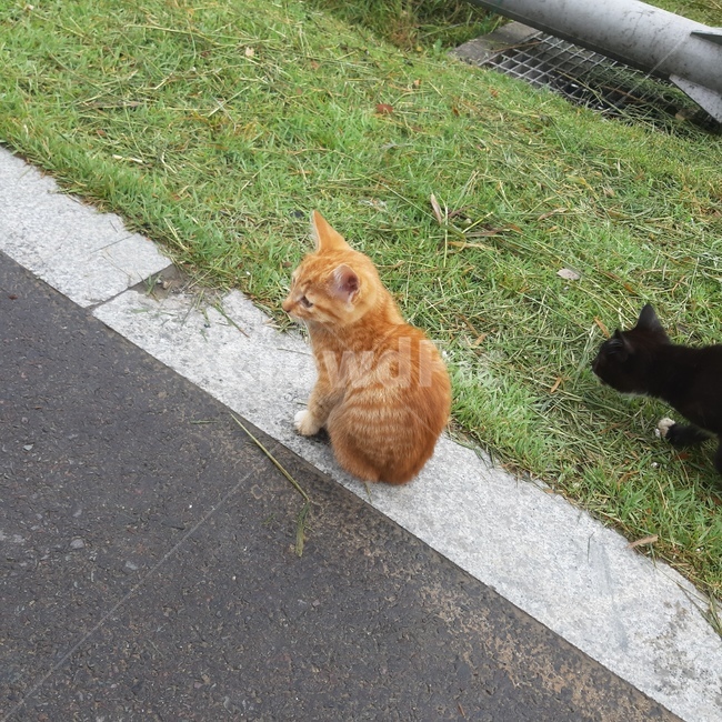 고양이,새끼고양이,노랑고양이,아기고양이,검은고양이