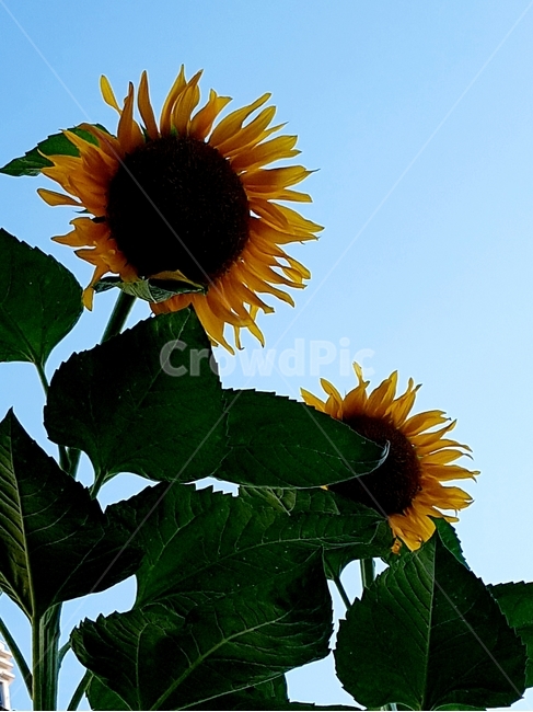 plant,식물,blossom,꽃,flower,하바라기,식물,자연,plants,nature,꽃,flower