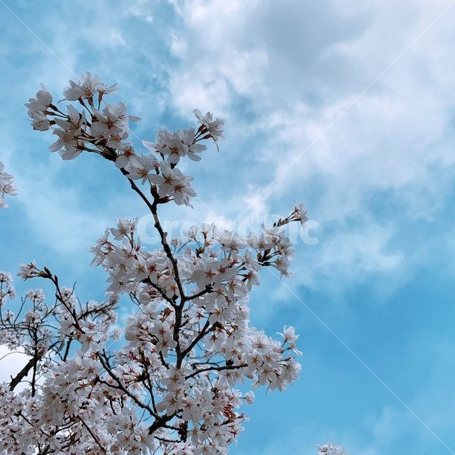 벚꽃,식물,하늘,봄,plant,cherryblossom,sky,spring