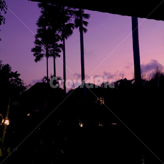 tree,나무,plant,식물,야자수,palmtree,실루엣,silhouette,노을,하늘,보라색하늘