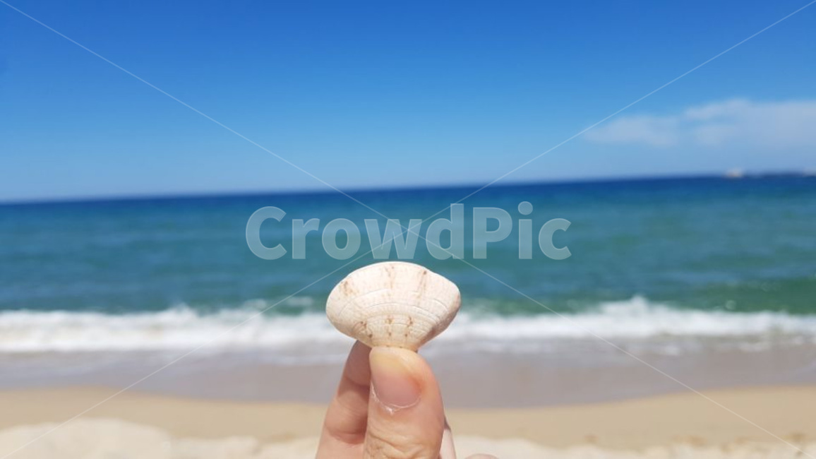 바다,해변,해수욕장,조개,모래사장,해변,바다,beach,sea,사람,인물,인간,human,person,신체일부,몸,body