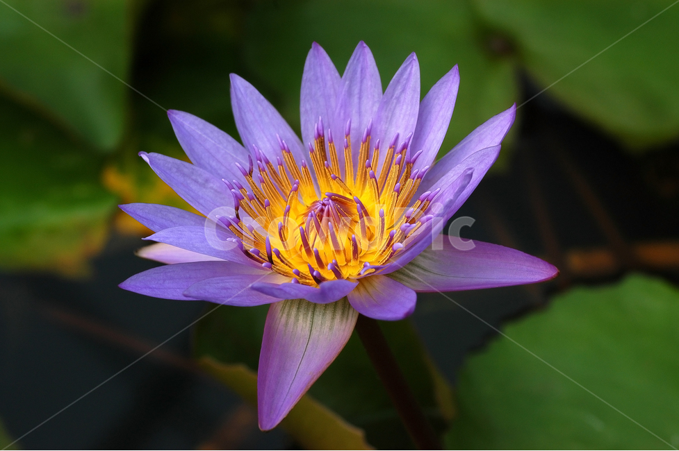 수련,연꽃,연잎,연못,꽃,플라워,식물,자연,한송이,꽃잎,식물,자연,plants,nature,꽃,flower