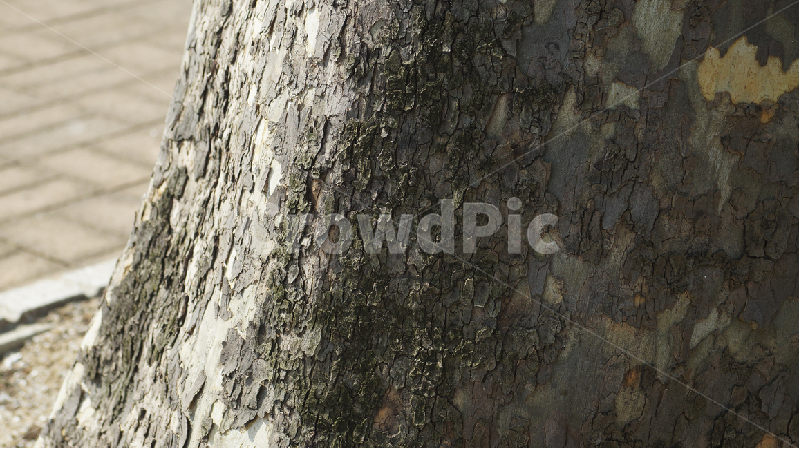 나무,공원,오브제,질감,양감,식물,자연,plants,nature,나무,trees,wood