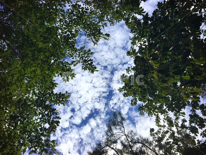 식물,풍경,자연,하늘,나무,숲,배경,맑음,파랑,초록,구름,구멍,사이,nature,sky,tree,forest,fresh,sunny,clouds,blue,green,감성,잎,풀잎,나뭇잎,leaf,자연,풍경,nature,landscape,plant,vegetation,초목,outdoors,옥외