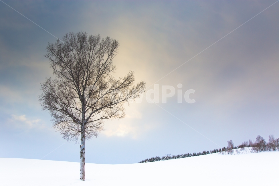 왕따나무,자연,풍경,겨울,설국,눈밭,시골,겨울,계절,winter,season,자연,풍경,nature,landscape,식물,plants,나무,trees,wood,tree,plant,outdoors,옥외