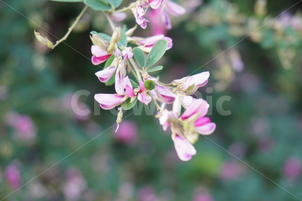 꽃,들꽃,야생꽃,자연,식물,시골,힐링,식물,자연,plants,nature,꽃,flower